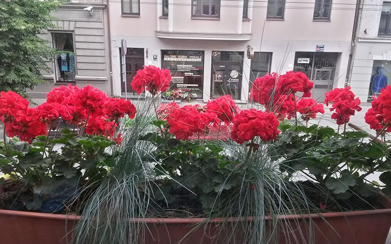 Red geraniums in a window box at the hotel