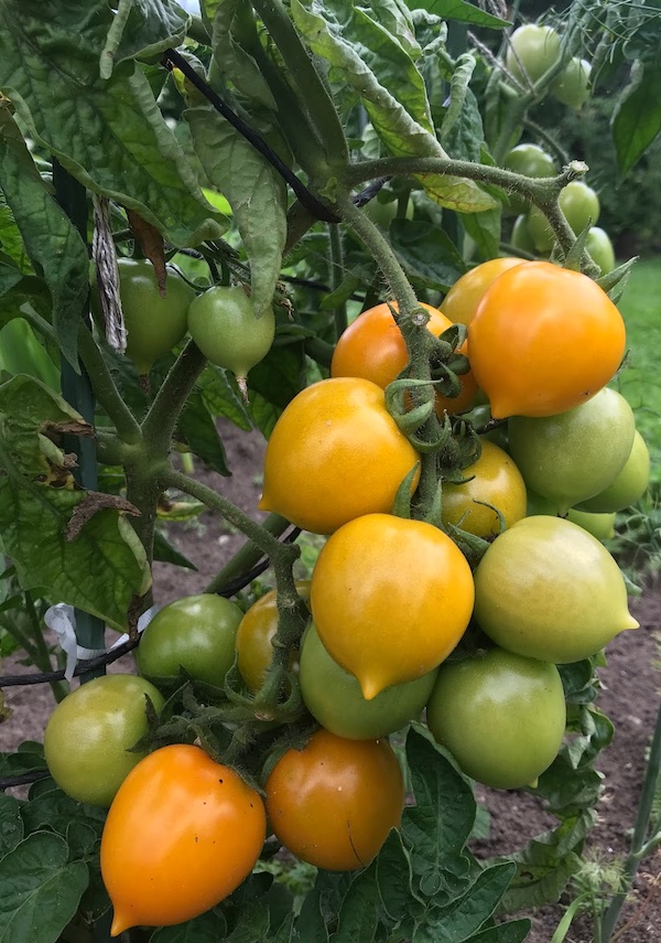 Sēklas sēšanai Tomāti "Pīlēns"